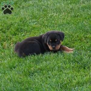 Drake, Rottweiler Puppy
